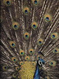 Male Peacock with Plummage Displayed Photographic Print