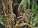 Mother and baby monkey sit on a tree limb Lámina fotográfica