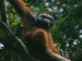 An adult male orangutan on the branch of a tree Lámina fotográfica An adult male orangutan on the branch of a tree Lámina fotográfica