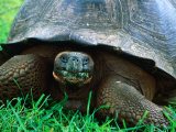 Giant Tortoise in Grassy Highlands at Steve Devine's Butterfly Ranch, Galapagos, Ecuador Photographic Print by Jeff Greenberg