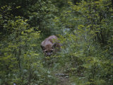 A Mountain Lion (Felis Concolor) Prowls Through the Brush Photographie par Dr. Maurice G. Hornocker