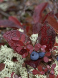 A Cluster of Blueberries Among Lichens on Tundra in Fall Colors Photographie par Norbert Rosing