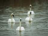 Four Swans Swim Close Together Photographic Print by Joel Sartore