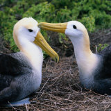 Southern Royal Albatross (Diomedea Epomophora), Galapagos, Ecuador Photographie par Wes Walker