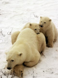Polar Bear, Ursus Maritimus, Churchill, Manitoba Photographic Print by Yvette Cardozo