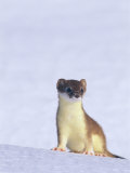 Short-Tailed Weasel Caught by an Early Snow in its Summer Colors Photographic Print by Paul Nicklen