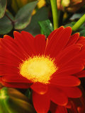 Close-up of red gerbera Lámina fotográfica