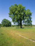Valley Oak Trees on a Hillside in Monterey Photographic Print by Rich Reid