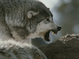 Alpha Male Gray Wolf Dominates a Deer Carcass Photographic Print by Jim And Jamie Dutcher