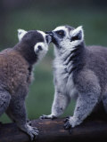 Lemur Catta (Ringtail Lemur) Photographic Print by John Dominis