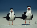 Pair of Black Skimmer Birds Photographie par Klaus Nigge