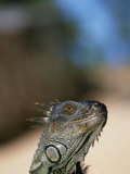 Green Iguana, Iguana Iguana, Honduras Photographic Print by Stuart Westmoreland