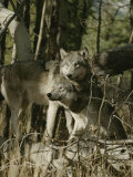 Two Gray Wolves on the Forests Edge Photographie par Jim And Jamie Dutcher