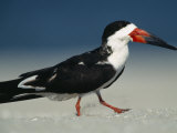 Black Skimmer Bird Walks in the Sand Photographie par Klaus Nigge