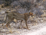Cheetah Walking Lámina fotográfica