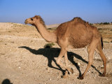 Camel, Israel Photographic Print by Jeff Dunn