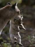 Mother Mountain Lion, Felis Concolor, Carries a Two-Week-Old Kitten Photographic Print by Jim And Jamie Dutcher