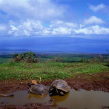Giant Tortoises in Pond with Bay in Distance, Ecuador Photographic Print by Wes Walker