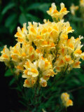 Detail of Butter and Eggs (Linaria Vulgaris) Wildflowers, Grand Teton National Park, USA Photographic Print by John Elk III