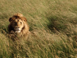 Male Lion Hiding, Masai Mara National Park, Kenya Photographic Print by Michele Burgess