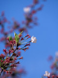 Cherry Blossoms, Washington, DC Photographic Print by James Lemass