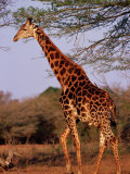 Giraffe, Phinda Game Reserve, South Africa Photographic Print by Yvette Cardozo