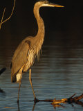 Great Blue Heron Wades in a Coastal Lagoon Photographic Print by Klaus Nigge