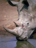 White Rhinoceros At The Water Lámina fotográfica