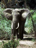 Elephant, Kenya, Africa Photographie