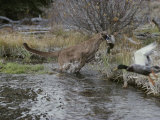 Mountain Lion Hunts a Mallard Duck in a Creek Photographic Print by Jim And Jamie Dutcher