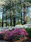 Norfolk Botanical Gardens, VA Photographic Print by Barry Winiker