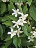 Orange Blossoms and Foliage Photographic Print by Inga Spence