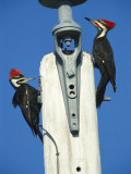 Pair of Pileated Woodpeckers on Floridas Gulf Coast Photographie par Klaus Nigge