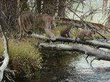 Mountain Lion and Kittens Cross a Creek on Logs Photographic Print by Jim And Jamie Dutcher