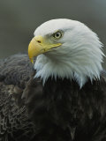 Close View of an American Bald Eagle Photographic Print by Tom Murphy