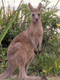 Kangaroo, Australia Photographie par Inga Spence