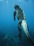 A Marine Iguana Swims Underwater Photographie par Nick Caloyianis