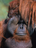 Orangutan, Borneo Photographic Print by Stuart Westmoreland