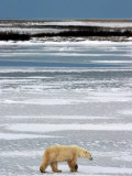 Polar Bear, Ursus Maritimus, Hudson Bay, Churchill Photographic Print by Yvette Cardozo