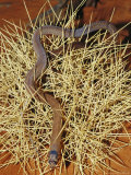 A Western Hooded Scaly Foot, Pygopus Nigriceps, a Legless Lizard Photographic Print by Jason Edwards