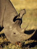 Rhinoceros Grazing Lámina fotográfica