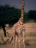 Female Giraffe, Niger, Africa Photographie