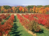 Fruit Orchard in the Fall, Columbia County, NY Photographic Print by Barry Winiker