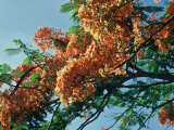Flowering Tree Branches Photographic Print by Elisa Cicinelli