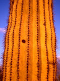 Detail of Yellow Cactus, Saguaro National Park, USA Photographic Print by Charlotte Hindle
