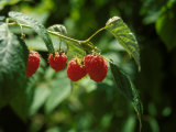 Rasberries on Bush Photographic Print