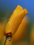 Close-up of a Poppy Bud Photographic Print by Kyle Krause