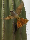 An Ash Throated Flycatcher Flies from its Nest in a Cardon Cactus Photographic Print by Ralph Lee Hopkins
