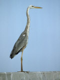Wurdemans Heron Between its Regular and White Phase Photographic Print by Klaus Nigge