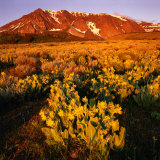 Sierra Nevada's Mt. Parker Behind Field of Arrowleaf Balsom Root, USA Photographic Print by Wes Walker